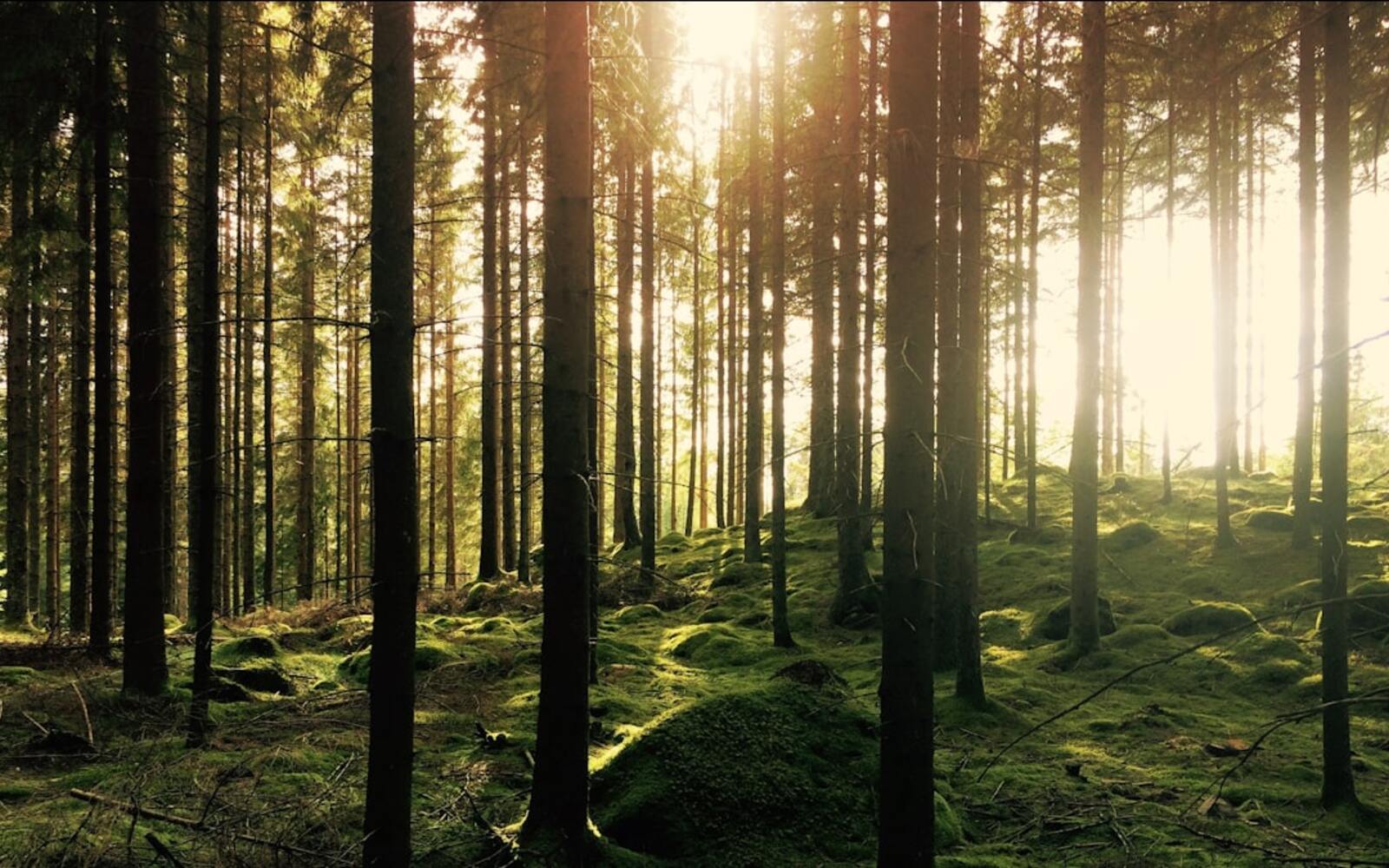 EUA deletion climate impact