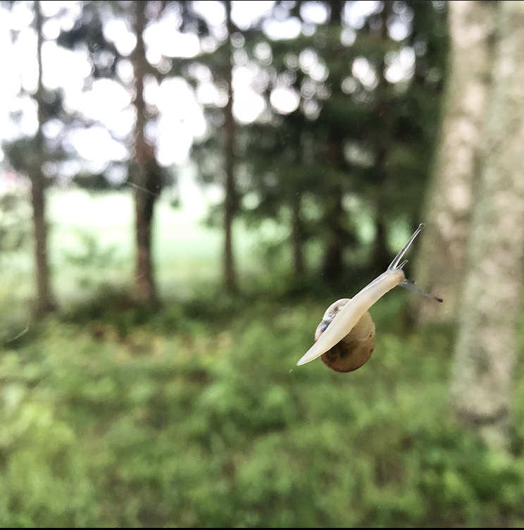 Decemberchallenge — Go~slow  featured image